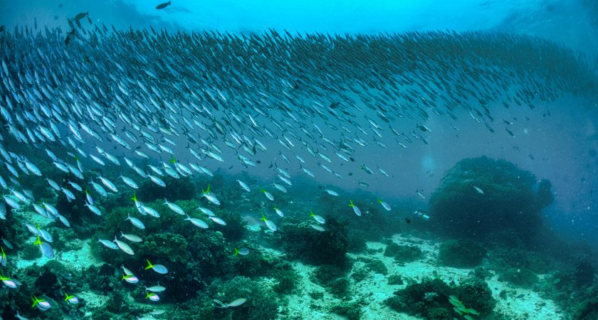 Marine Life