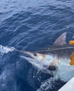 Pesca de Alto Mar (Big Game)